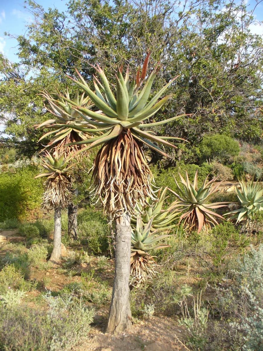 Flowering Aloe ferox in a botanical garden in the Western Cape