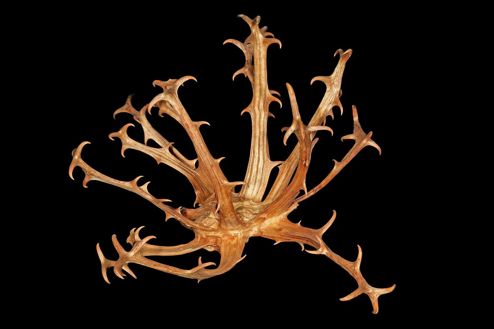 Hooked fruit of Harpagophytum procumbens