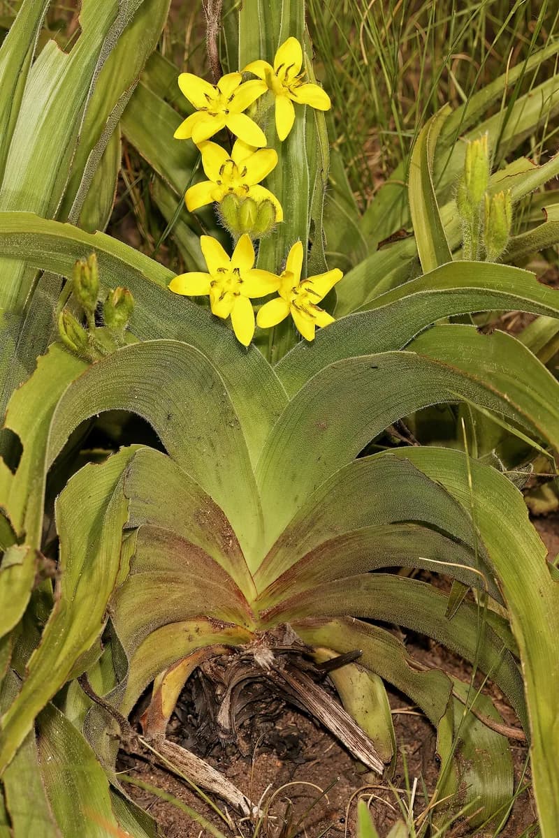Hypoxis hemerocallidea flowering in Gauteng grassland