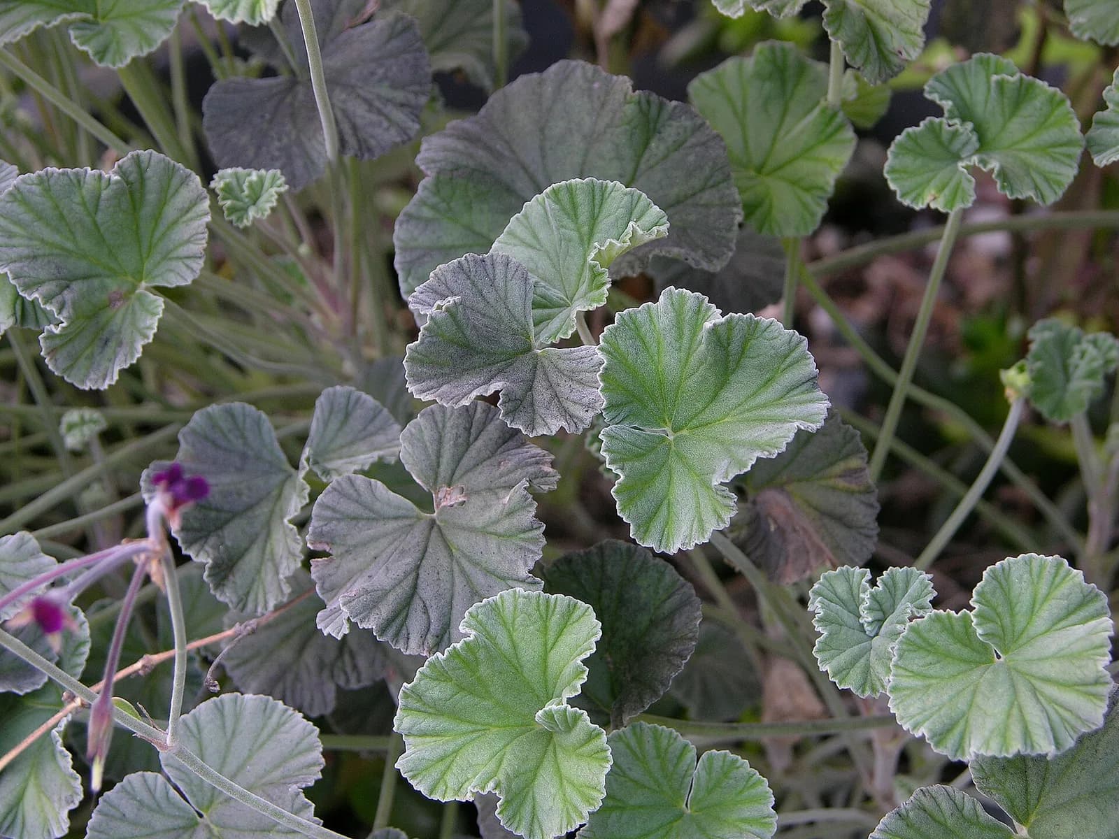 Pelargonium sidoides leaves on a verified cultivated plant