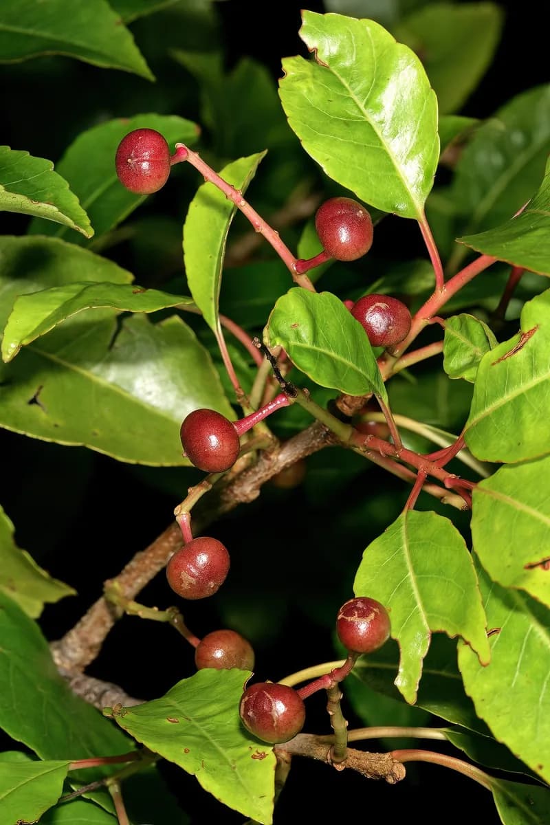 Prunus africana foliage and developing fruit at Kirstenbosch