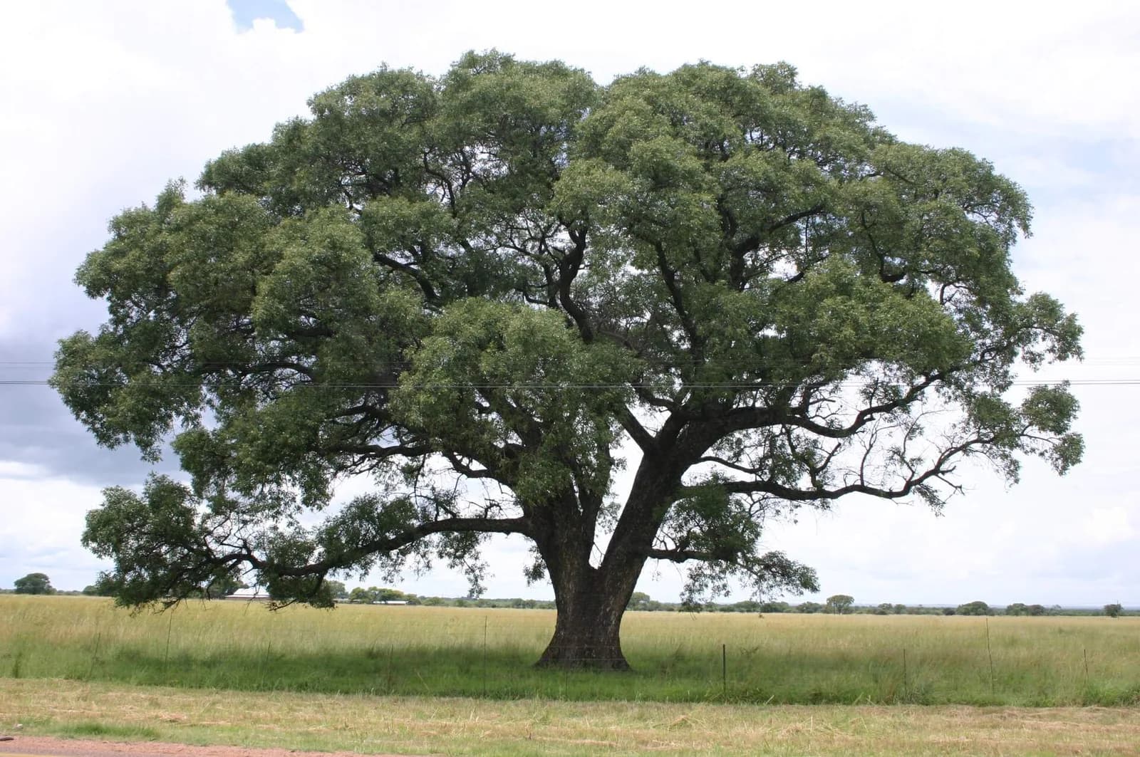 Mature marula tree in South African savanna