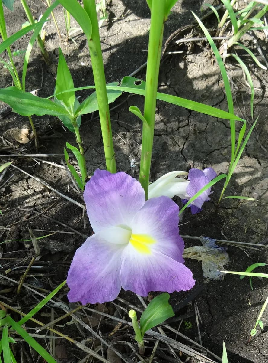 Flowering Siphonochilus aethiopicus plant