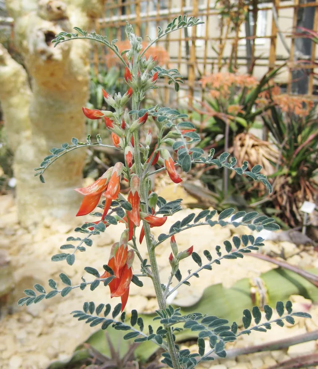 Lessertia frutescens with red flowers and inflated pods