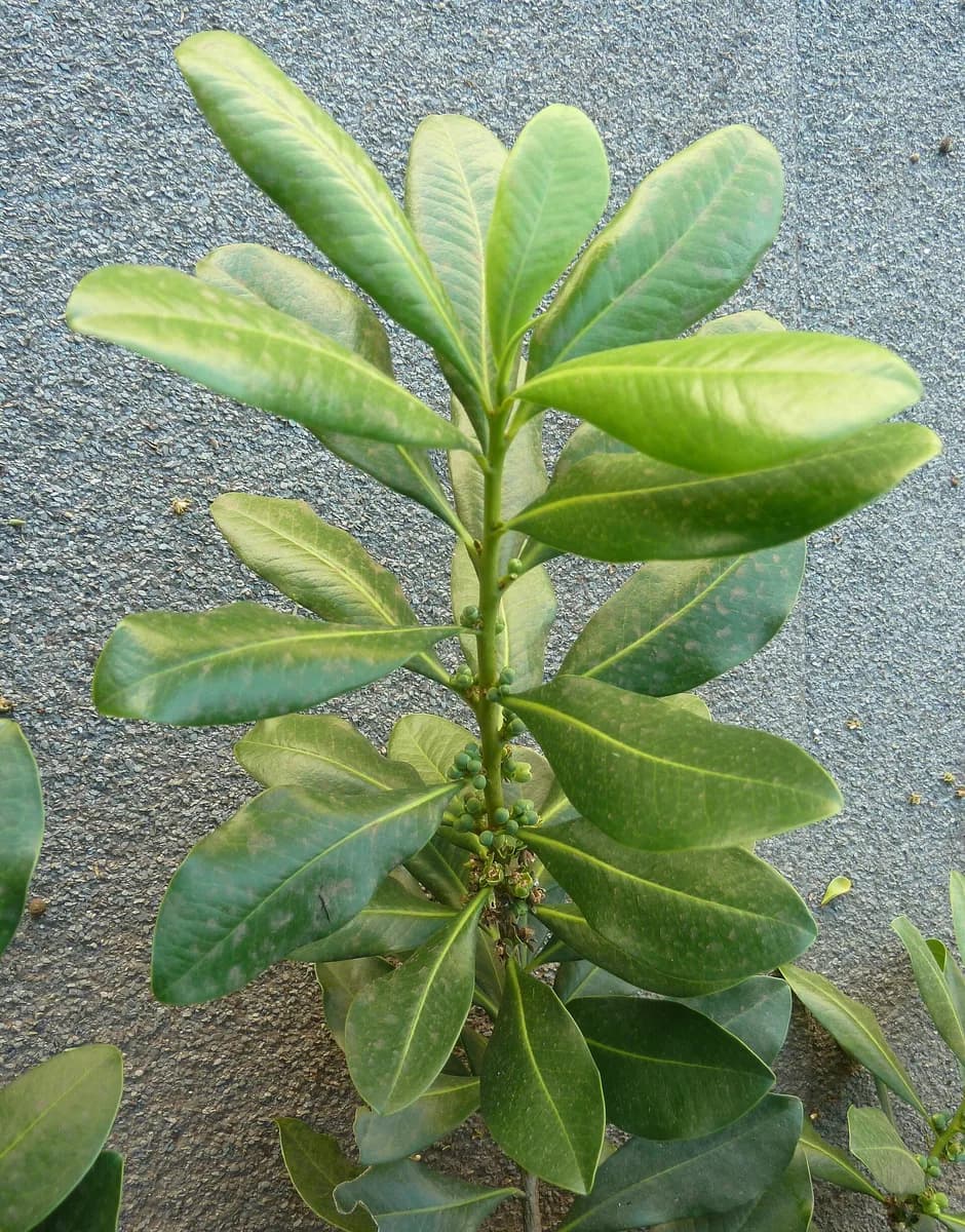 Pepper-bark tree foliage and flowers in a Pretoria botanical garden